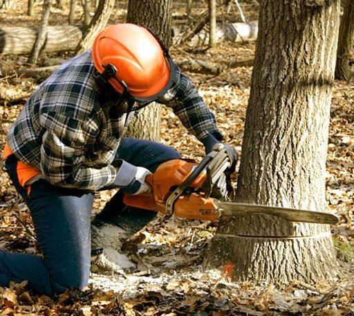 Tree Removal in Bridgeport, NY